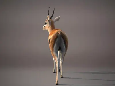 Gazelle Xgen 3D model