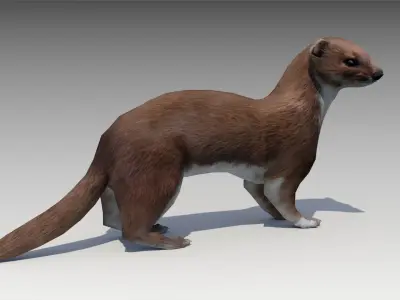 Weasel Low-poly 3D model