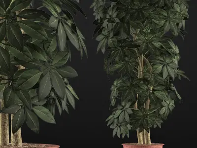 Plants Collection 64 3D model