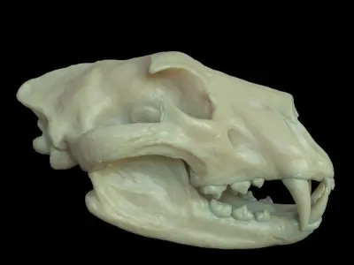 Lion skull for 3D print 3D print model