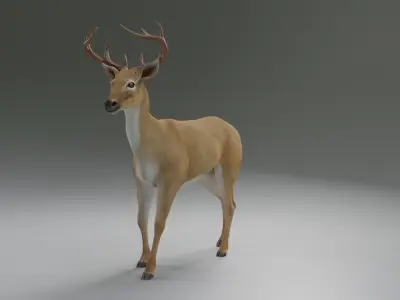 Deer realistic 3D model purchase