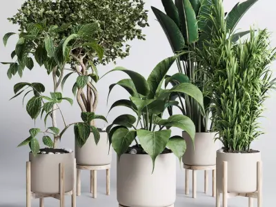 set indoor plant 294 ficus palm ravenala wooden vase Low-poly 3D model