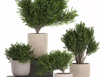 Decorative tree in a flowerpots 803 3D model