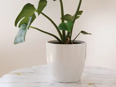 Exotic monstera plant in white pot 3D model