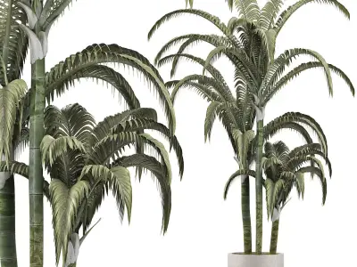 Plants Collection 136 Big Palm 3D model
