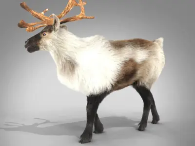Fur Reindeer Rigged Blender  Low-poly 3D model