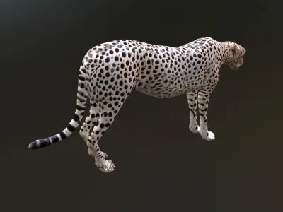 cheetah lowpoly Low-poly 3D model