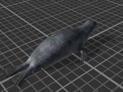 Arctic Seal Low-poly 3D model