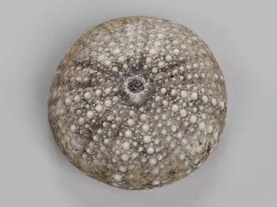 -Sea Urchin Shell- 3D model