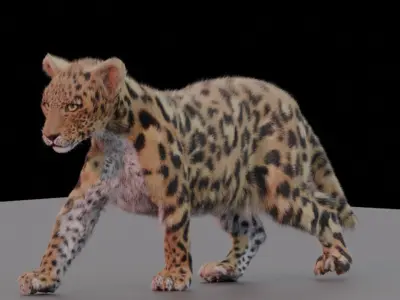 Jaguar leopard puma RIGGED and has FUR 3D model