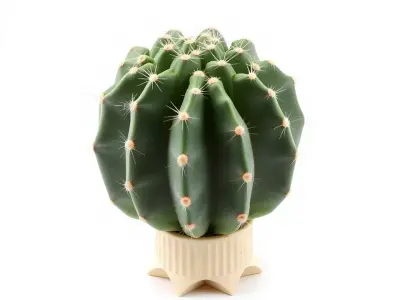Green Cactus Decor model pack Low-poly 3D model