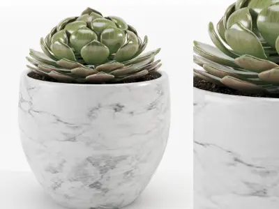 Collection plant 001