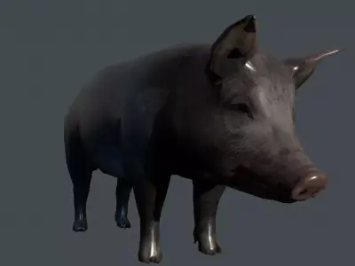 Cerdo pig 3D model