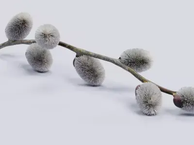 -Willow Catkins on Branch- 3D model