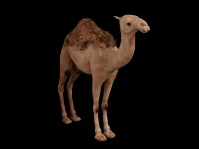 Dromedary camel Low-poly 3D model