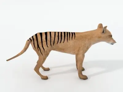 Tasmanian Tiger Low-poly 3D model