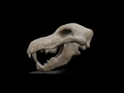 Wolf and Dog low poly game ready skull Low-poly 3D model