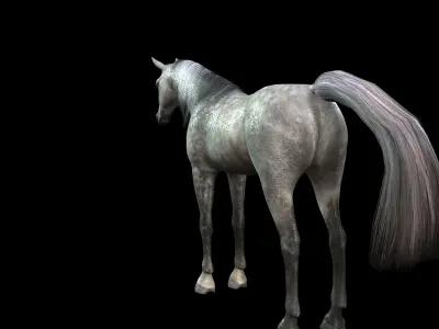 ARABIAN HORSE PUREBLOOD WILD WORLD PONY 1 Low-poly 3D model