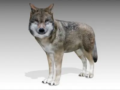 Gray wolf Low-poly 3D model
