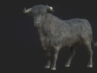 Spanish Fighting Bull Low-poly 3D model