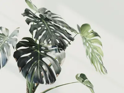 153cm Accurate High-poly Monstera Deliciosa in pot 3D model