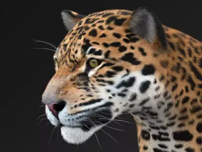 Panthera Onca - American Jaguar 3D model