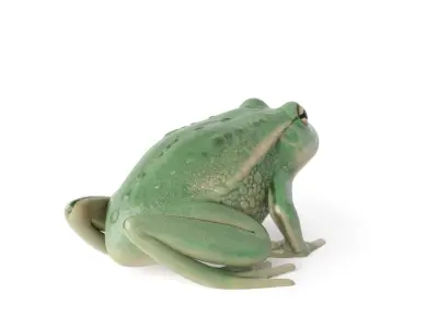 Litoria Tree Frog  Low-poly 3D model
