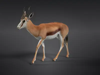 Springbok Animated 3D model