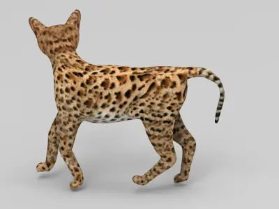 3D Cat Rigged model  Low-poly 3D model