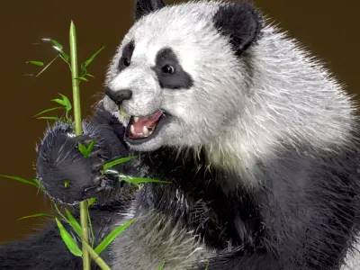 Giant Panda 3D model