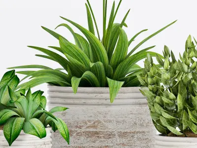 Decorative plant set-11 3D model