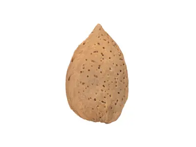 Photorealistic Almond in Shell 3D Scan 3D model