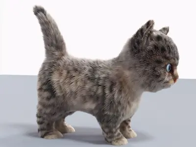 Fur Cute Cat kitten Gray No Rig Low-poly 3D model