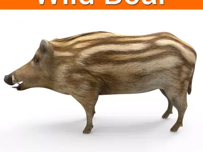 Wild Boar 3D model   Low-poly 3D model