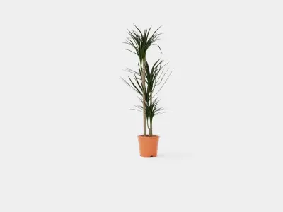 Dracaena marg 3 stem Low-poly 3D model