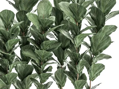 Decorative Ficus tree in a white flowerpot 514 3D model