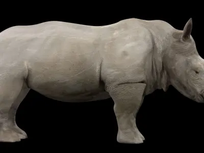 Rhinoceros Rigged Low-poly 3D model