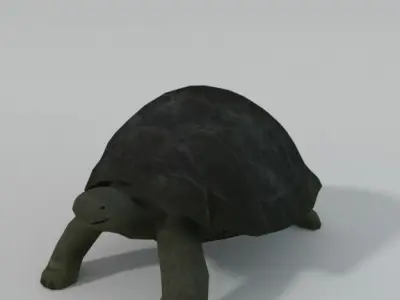 Tortoise turtle Low-poly 3D model