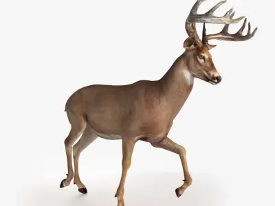 Deer Rigged Low-poly 3D model