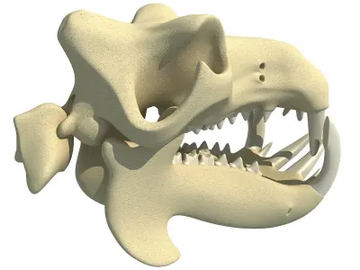 Hippo Skull  3D model