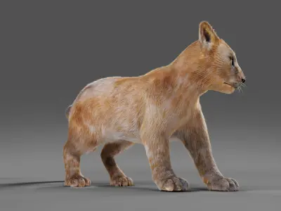Fur Baby Lion Rigged in Blender  Low-poly 3D model