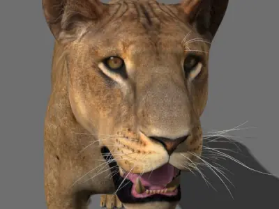 The Ultimate Lioness - 3d model 3D model