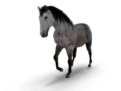 Realistic Animated Gray Horse Low-poly 3D model