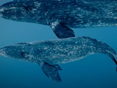 Gray Whale 3D model