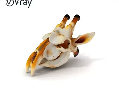 Giraffe Skull Model Pack with Detailed Bone Texture Low-poly 3D model