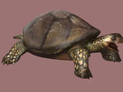 tortoise reptile turtle animal wildlife slow zoo armor  3D model