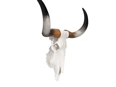 Texas Longhorn Skull and Horns 3D model