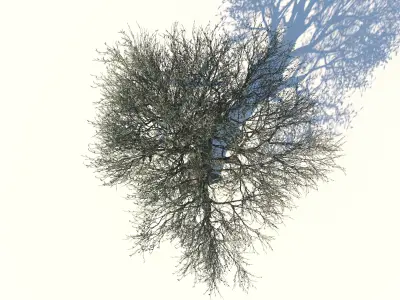 Olive Tree Low-poly 3D model