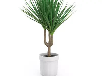 Palm Tree in Round Pot 2 3D model