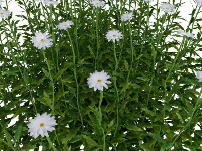 daisy Flower Low-poly 3D model